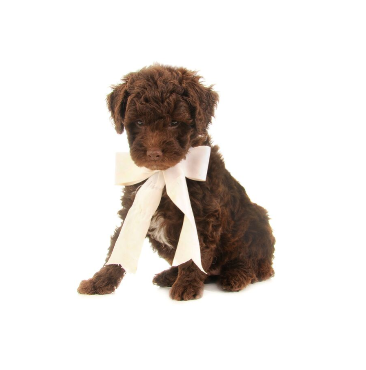 Medium teddy bear sales schnoodle